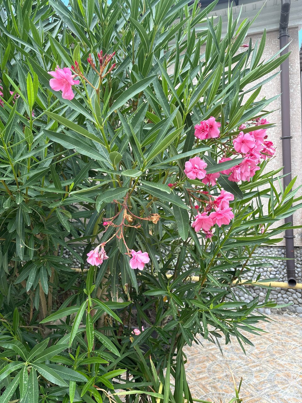 Гостевой дом Горный Воздух Ялта-187