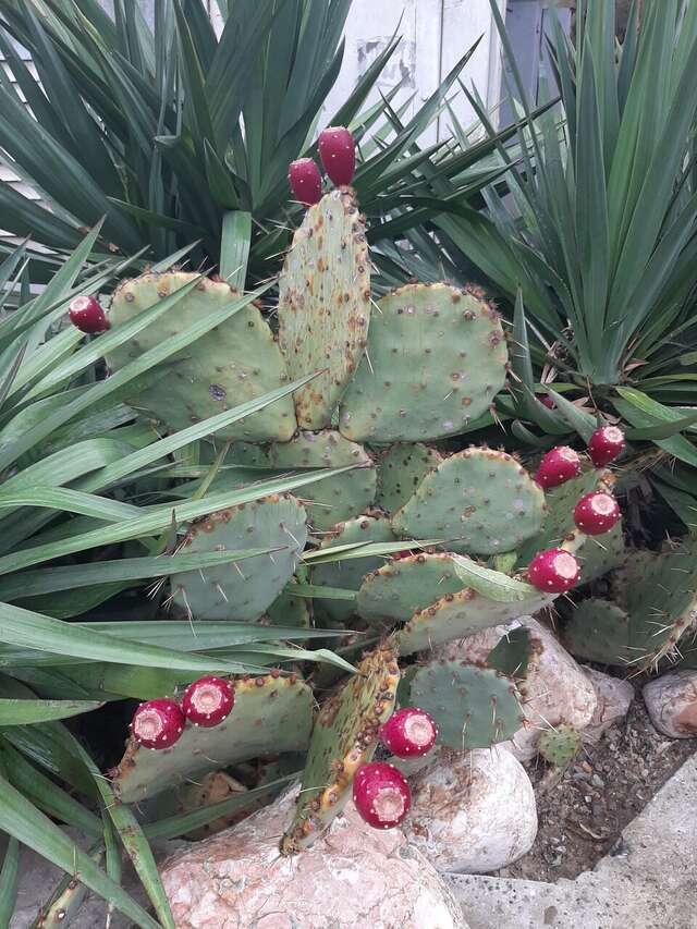 Гостевой дом Горный Воздух Ялта-51