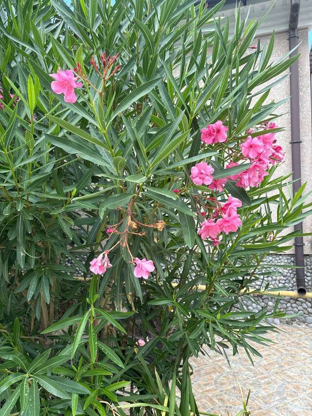 Гостевой дом Горный Воздух Ялта-186