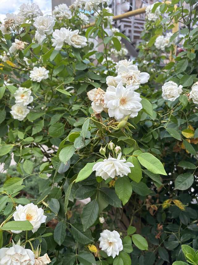 Гостевой дом Горный Воздух Ялта-188