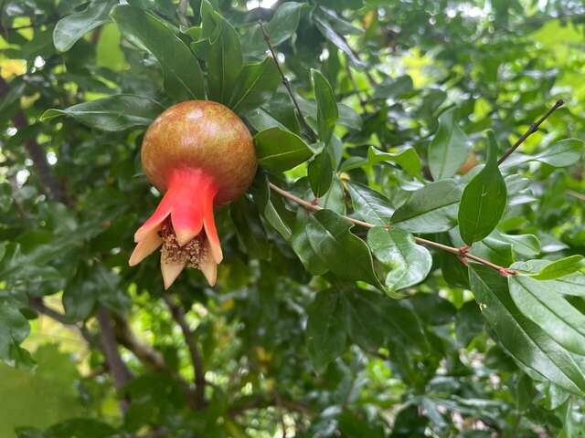 Гостевой дом Горный Воздух Ялта-48