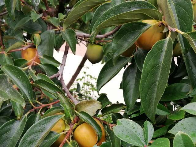 Гостевой дом Горный Воздух Ялта-49