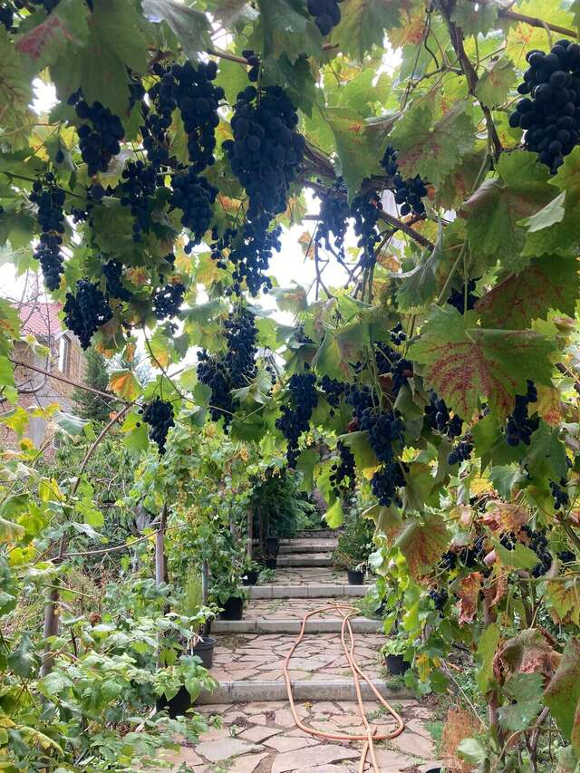 Гостевой дом Горный Воздух Ялта-27